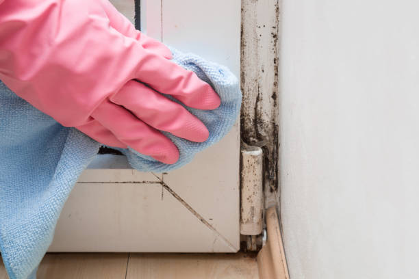 Best Bathroom Mold Remediation in Enumclaw, WA